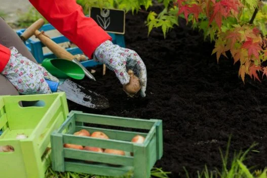 Kvinde der planter tulipanløg